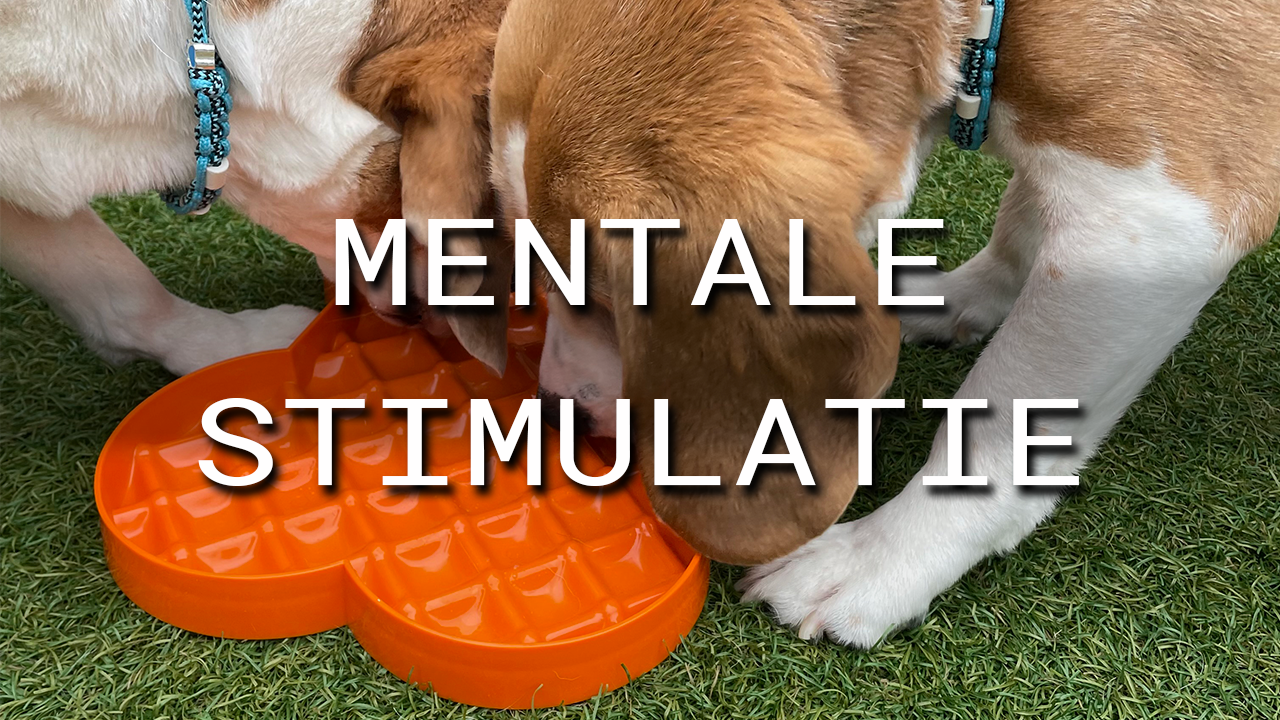 Alles over mentale stimulatie voor honden Alles over mentale stimulatie voor honden