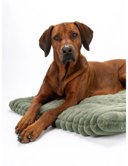 TrendPet Hondenkleed Mora Groen
