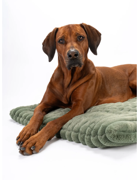 TrendPet Hondenkleed Mora Groen