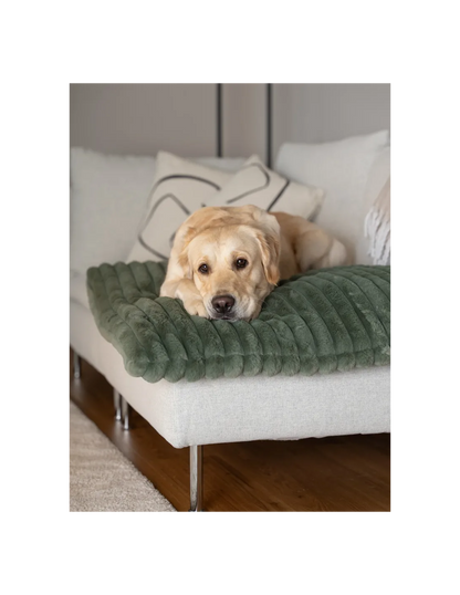 TrendPet Hondenkleed Mora Groen
