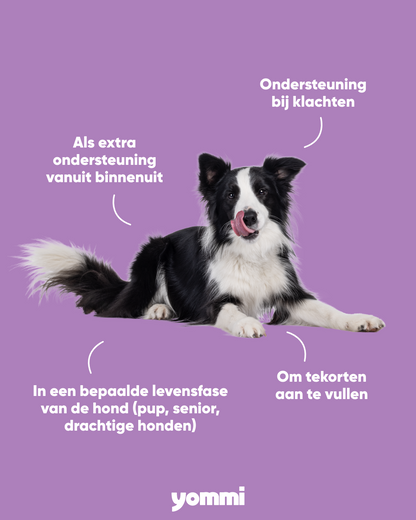 Yommi Bye Bugs, kauwsnoepjes voor buitenhonden